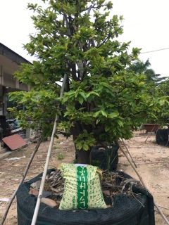 PHÂN GÀ NHẬT BẢN