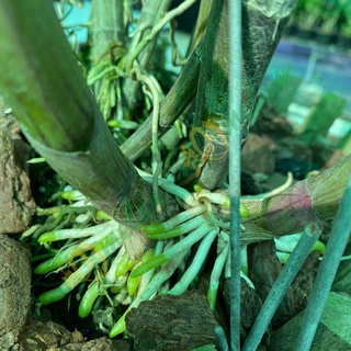 AC ROOTS - Kích Rễ Cho Hoa Phong Lan