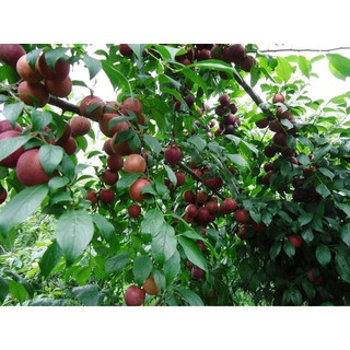 Cây Mận Tím Hà Nội