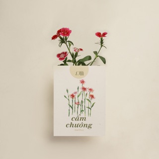 Hạt giống non-GMO - Hoa Cẩm Chướng Mini | non-GMO seed Dianthus