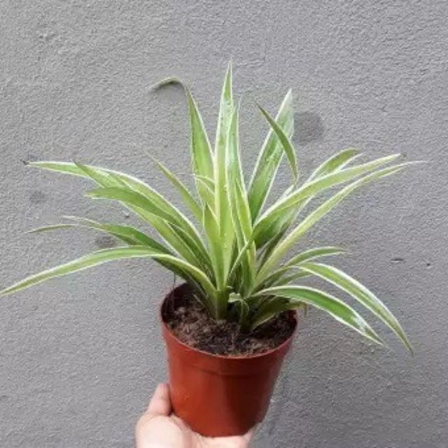 Cây lan chi chậu nhựa