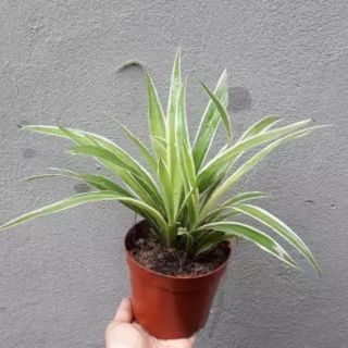 Cây lan chi chậu nhựa