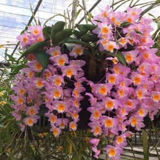 LAN SƠN THỦY TIÊN nguyên chậu hàng hiếm rừng Tây Bắc hoa đẹp lâu