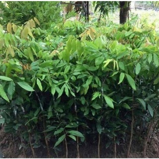 COMBO 5 CÂY NHÃN GIỐNG KHÔNG HẠT(CÂY CẤY MÔ)