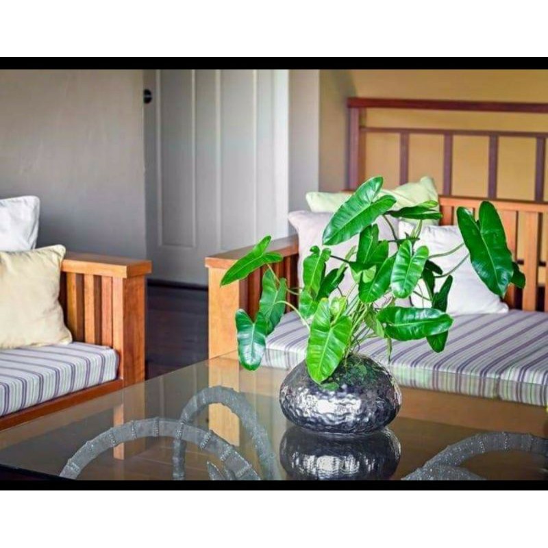 Trầu bà nhiều loại để KỆ NHÀ TẮM được