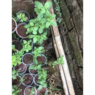1 cây hương nhu con (hương nhu trắng)