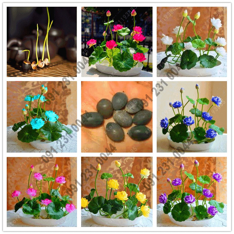 Hạt giống hoa các loại mix nhiều màu, trồng hoa ban công: dâu tây, hoa mười giờ Mỹ, sen đá mix, hoa cúc sao nháy, sen,..