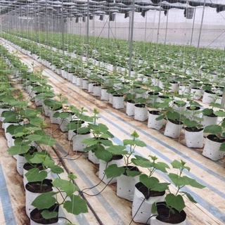 Túi PE trồng cây, trồng rau, trồng hoa 20x40cm, 2 lớp, chống UV tiện lợi, độ bền 2 năm