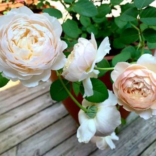 Hoa hồng Charles Darwin