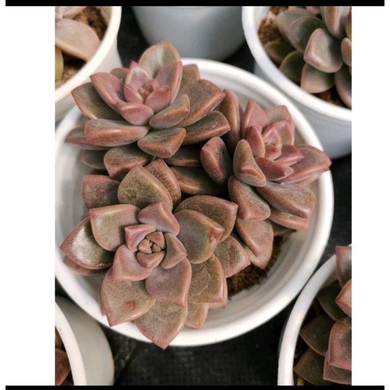 Các loại sen đá ĐÁ CAM - ĐÁ ĐỎ - ĐÁ NÂU - ĐÁ XANH - Size trung - Vườn Đà Lạt