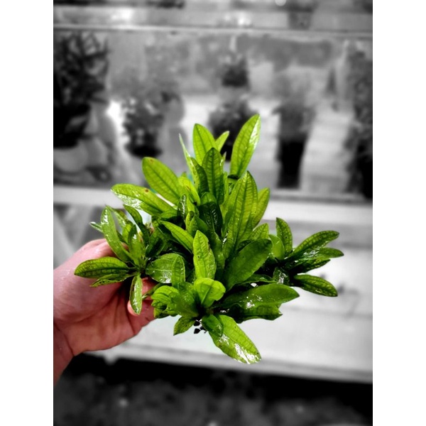Trầu cấy giá thể đá thủy sinh