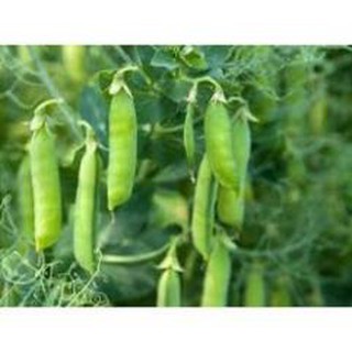 Hạt Giống Đậu Hà Lan Xào- Nhập nguyên gói Thái Lan [Tặng kèm 1 siêu kích rễ cực mạnh dùng cho 24l nước]
