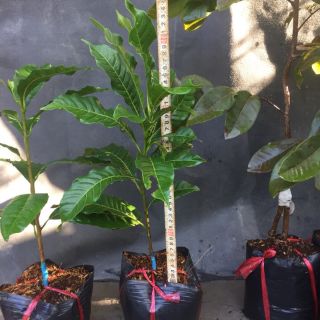 Cây 🌲 Vú sữa Hoàng Kim