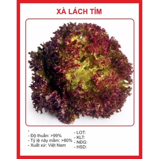 Xà Lách Xoăn Tím 0.2gr hạt giống bốn mùa