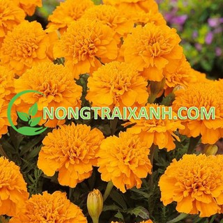 200h - hạt giống hoa cúc vạn thọ pháp vàng cam