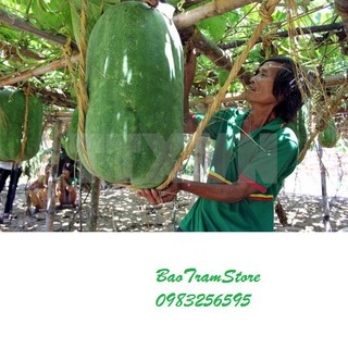 Phân phối Hạt giống bí đao khổng lồ gói 5 hạt xuất xứ Việt Nam hàng chính hãng, nhập khẩu và phân phối trực tiếp.