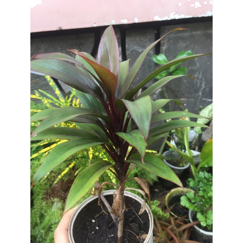 Phát tài đỏ bầu đất không chậu