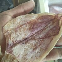 Combo 6 con mực lớn và 6 con mực nhỏ