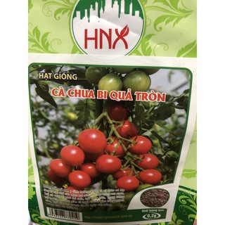 Hạt giống Cà chua bi 🌱
