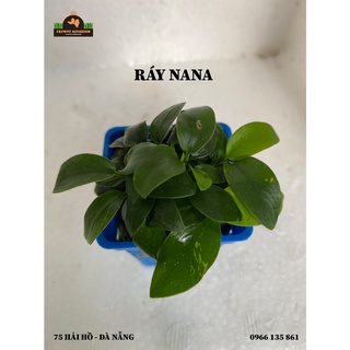 Ráy nana/ lá thường/ lá vàng/ lá tròn/ lá dài