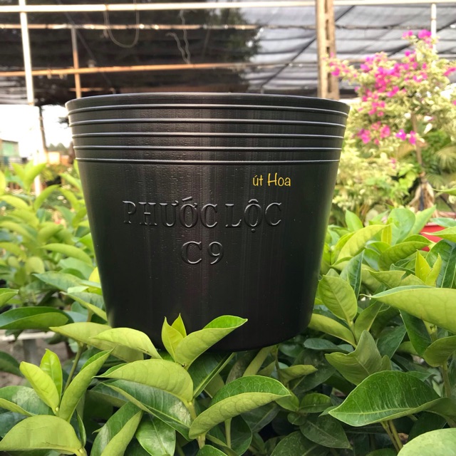 Chậu nhựa đen C9 (20×16 cm) trồng cây dày dặn