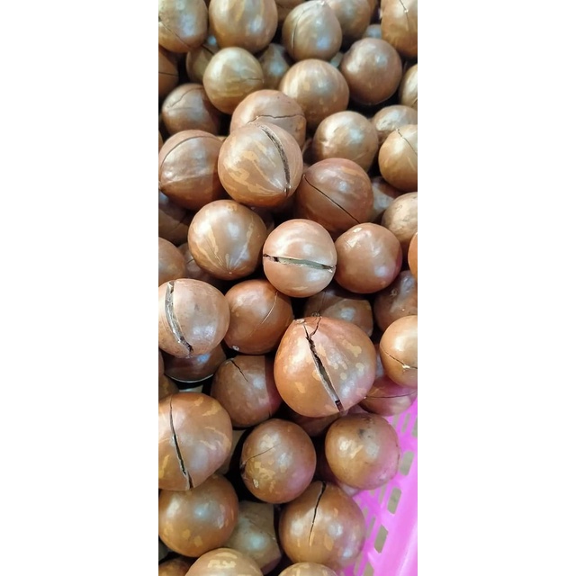 Mắc ca sấy Điện Biên hàng Loại 1 1kg