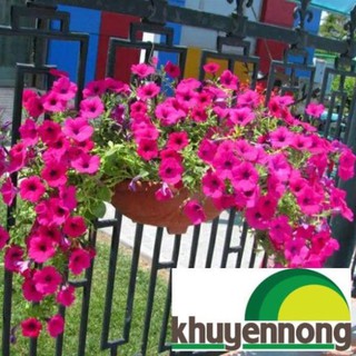 30 Hạt giống hoa triệu chuông