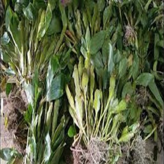 Hoa phong lan - kiều dẹt (khóm 3 cây,cao 35cm, bộ rễ khỏe)
