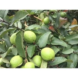 Cây giống ổi tứ quý ( ổi 4 mùa - ổi đông dư - siêu trái )