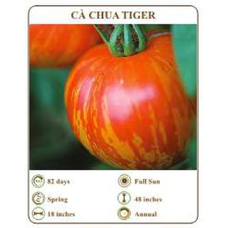 Hạt giống cà chua tiger - THE XANH