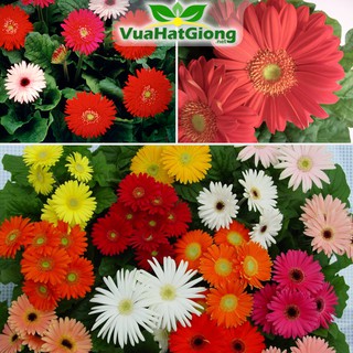 Hạt Giống Hoa Cúc Đồng Tiền Nhiều Màu