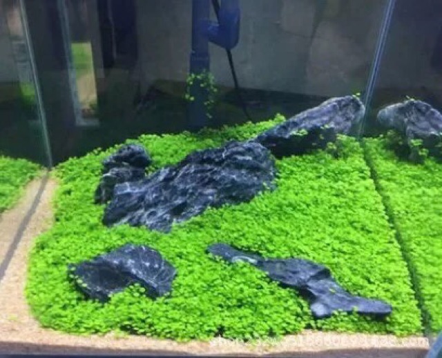 HẠT GIỐNG TRÂN CHÂU NGƯU MAO CHIÊN ƯƠM MẦM CÂY THỦY SINH