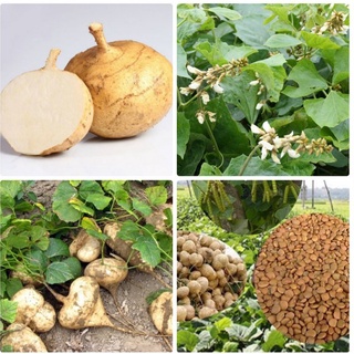 Hạt giống củ đậu 20 hạt