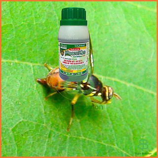 Dầu Neem Sinh HọcTrị Côn Trùng Rệp, Bọ Trĩ.. Bảo Vệ Cây Trồng