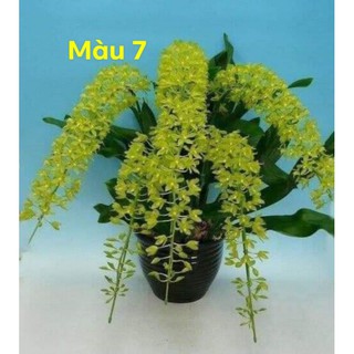 Lan vũ nữ Peru 10 cây đủ màu