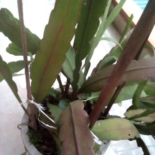 Quỳnh hoa trắng nhánh 25-30cm đã rễ