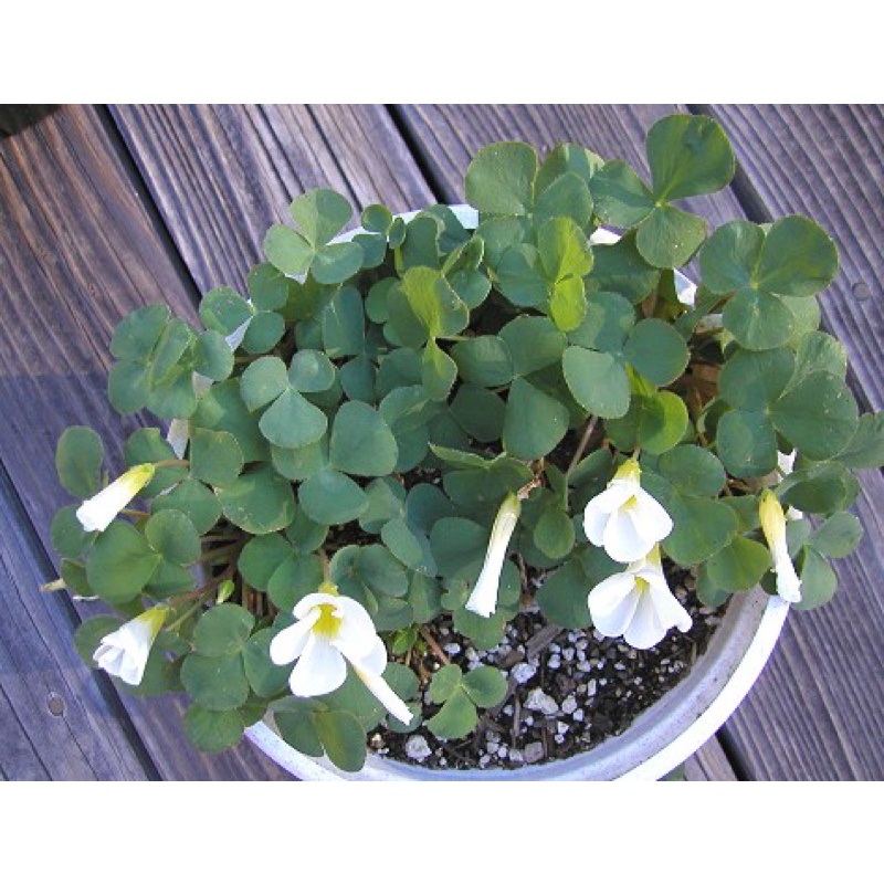 Củ hoa Oxalis Purpurea Alba chuẩn mặt hoa