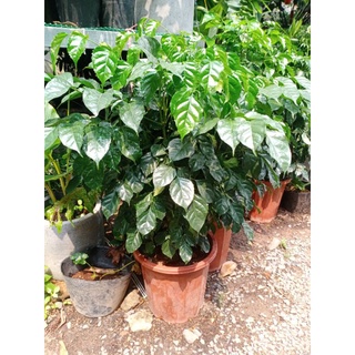 Cây hạnh phúc cao 80cm -1m bụi um tùm ( giao hoả tốc)