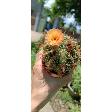 Sale 50%- Xương Rồng Parodia chậu to rất sai hoa.