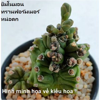 Xương rồng Gym Montrose bụi - Gymnocalycium Montrose Transformer (chậu 7cm) (Vường xương rồng EXOTICACTUS)