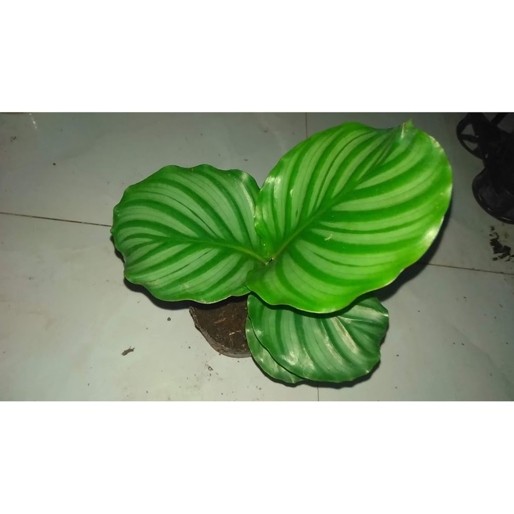 Cây đuôi công táo tuyệt đẹp - Calathea Orbifolia