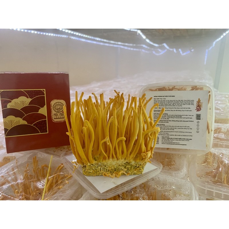 Đông Trùng Hạ Thảo Tươi MMG | BigBuy360 - bigbuy360.vn