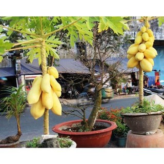 Hạt Giống Đu Đủ Vỏ Vàng ( gói 5 Hạt)
