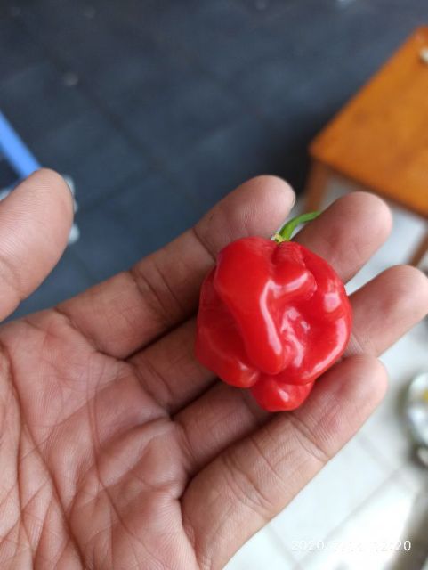 Hạt ớt  Habanero đỏ Mỹ