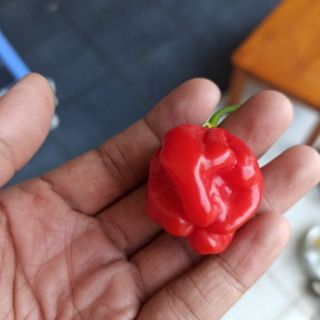 Hạt ớt  Habanero đỏ Mỹ