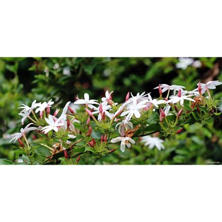 Cây nguyệt quế leo chưa hoa (chỉ giao hỏa tốc HCM)