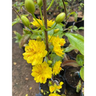 Hoa mai cúc siêu bông _cây ghép chuẩn(50-60cm)