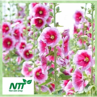 Hạt giống hoa Mãn Đình Hồng