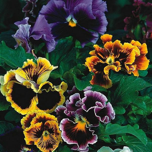 Hạt Giống Hoa Pansy Mix 0,1gr, hoa bướn đa sắc, hoa păng xê