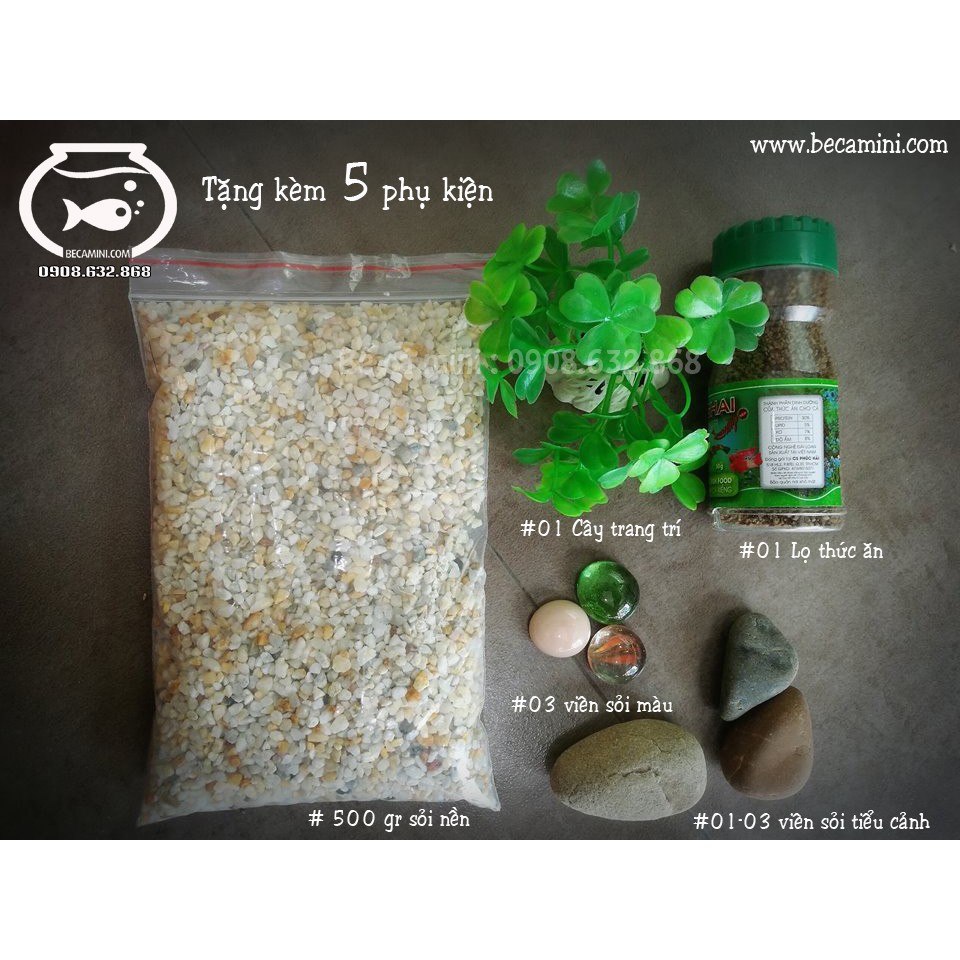 Bể cá mini khung gỗ